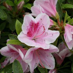 Azalea japonesa 'Ho Oden'